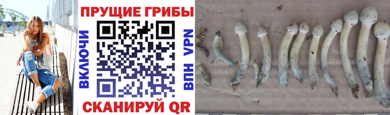 Псилоцибиновые грибы Psilocybine cubensis  наркошоп  Касимов 